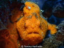'grumpy' // frogfish hanging between coral. by Tommy Harivaldo 